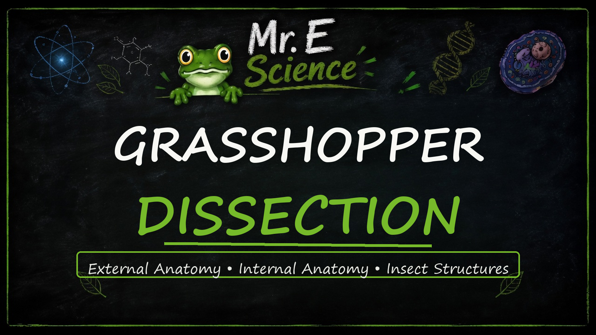 Grasshopper Dissection